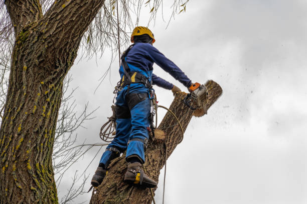 How Our Tree Care Process Works  in  Shasta, CA